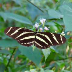 Zebra Longwing (Heliconius charithonia)