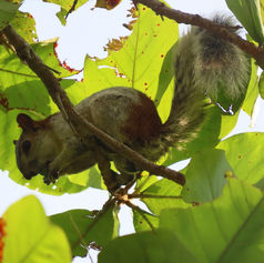 Red-bellied Squirrel (Sciurus aureogaster)