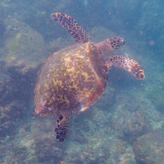 Hawksbill Sea Turtle (Eretmochelys imbricata)