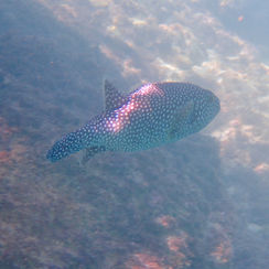 Guineafowl Puffer (Arothron meleagris) - Black/spotted Form