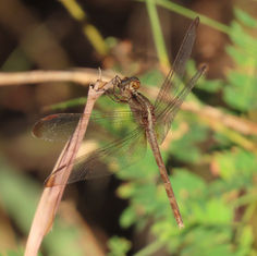 Black-winged Dragonlet (Erythrodiplax funerea)