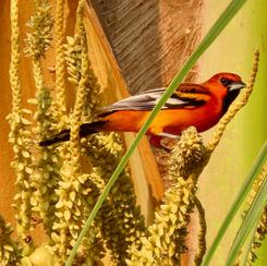 Streak-backed Oriole (Icterus pustulatus)