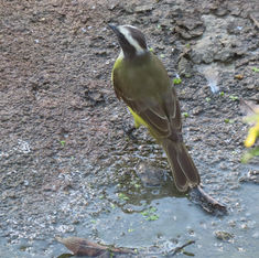 Social Flycatcher (Myiozetetes similis)
