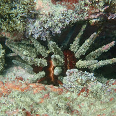 Slate Pencil Urchin (Eucidaris thouarsii)