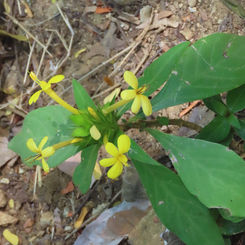 Barleria oenotheroides