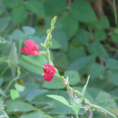 Phasey Bean (Macroptilium lathyroides)