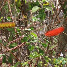 Bushwillow (Combretum farinosum)
