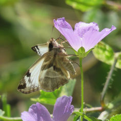 Laviana White-Skipper (Heliopetes laviana)