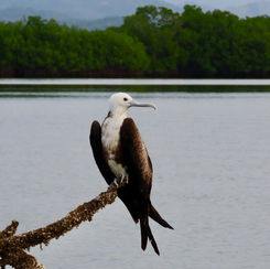 Magnificent Frigatebird (Fregata magnificens) - Juvenile
