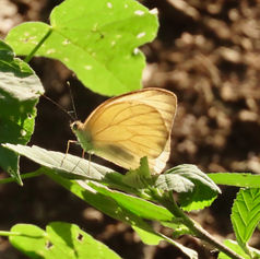 Great Southern White (Ascia monuste)