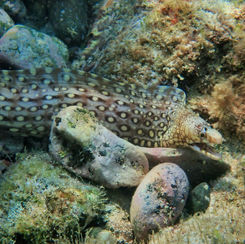 Jewel Moray (Muraena lentiginosa)
