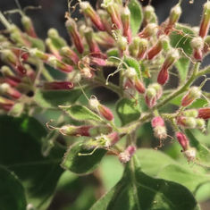 Salpianthus arenarius