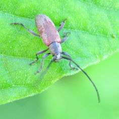 Cymatonycha castanea