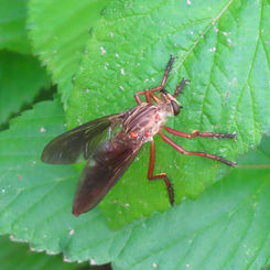 Hanging Thieve - Genus Diogmites