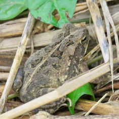 Marbled Toad (Incilius marmoreus)