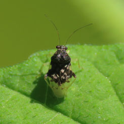 Bean Caspid (Pycnoderes quadrimaculatus)
