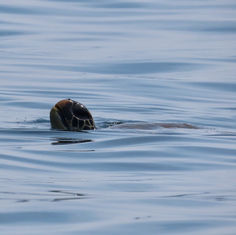 Green Sea Turtle (Chelonia mydas)