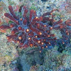Genus Muricea