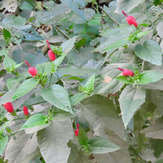 Turk's Cap (Malvaviscus arboreus)