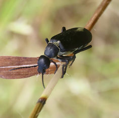 Burning Blisters (Genus Epicauta )