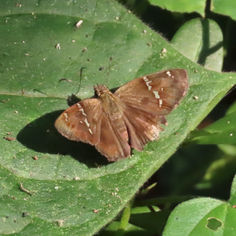 Caballo Skipper (Autochton caballo)