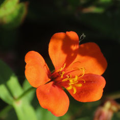 Scarlet Pimpernel (Lysimachia arvensis)
