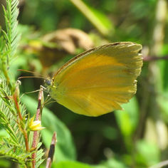 Tailed Orange (Eurema proterpia)