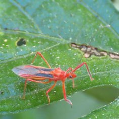 Red Bull Assassin Bug