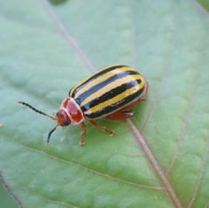 Flea Beetles (Kuschelina tenuilineata)