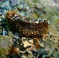 Sea Cucumber (Unknown) - Holothuria (Genus)