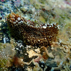 Sea Cucumber (Unknown) - Holothuria (Genus)