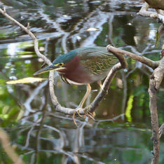 Green Heron (Butorides virescens)
