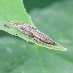 Eustala Orbweaver Spider