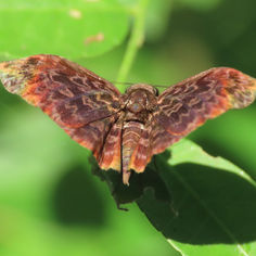 Widespread Bent-Skipper (Cycloglypha thrasibulus)