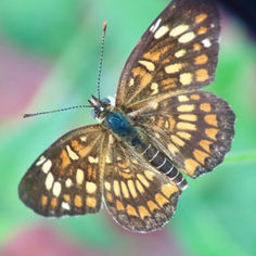 Theona Checkerspot (Chlosyne theona)