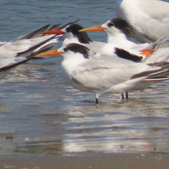 Elegant Tern (Thalasseus elegans)