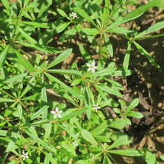 Green Carpetweed (Mollugo verticillata)