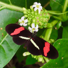 Red Postman (Heliconius erato)