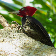 Pale-billed Woodpecker (Campephilus guatemalensis)