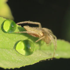 Eustala Orbweaver Spider