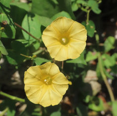 Ipomoea microsepala