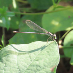Purple Dancer (Argia pulla)