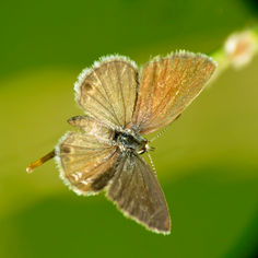 Ceraunus Blue (Hemiargus ceraunus) - Female