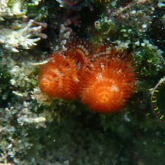Ornate Christmas Tree Worm (Spirobranchus incrassatus)