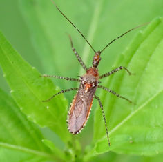 Pselliopus punctipes - Assassin Bug