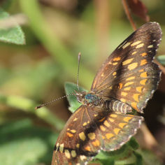 Theona Checkerspot (Chlosyne theona)