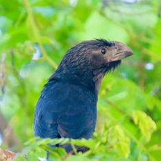 Groove-billed Ani (Crotophaga sulcirostris)