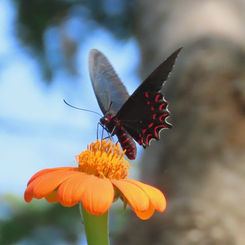 Pink-Spotted Cattleheart (Parides photinus)
