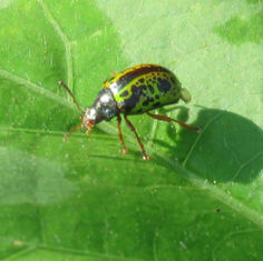 Calligrapha pantherina