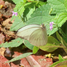 Great Southern White (Ascia monuste)
